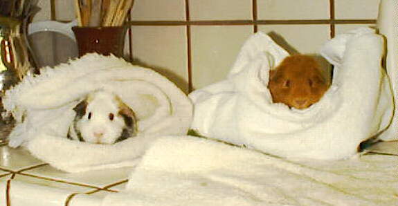 Buffy and Widget in towels